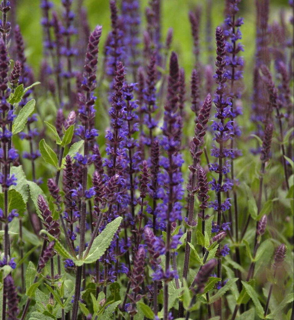 Salvia nemorosa ‘Caradonna’ 2L 5023242304267 2