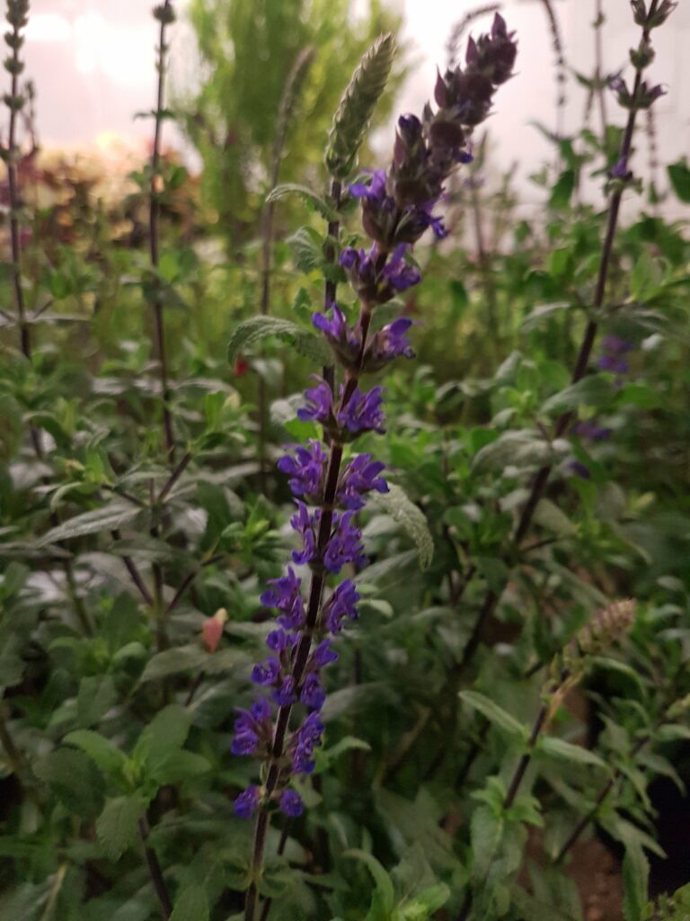 Salvia nemorosa ‘Caradonna’ 2L 5023242304267 2