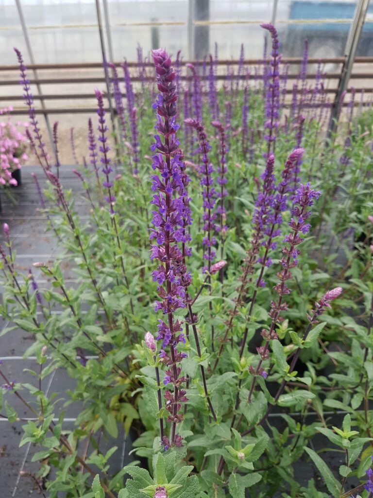 Salvia nemorosa ‘Caradonna’ 2L 5023242304267 2