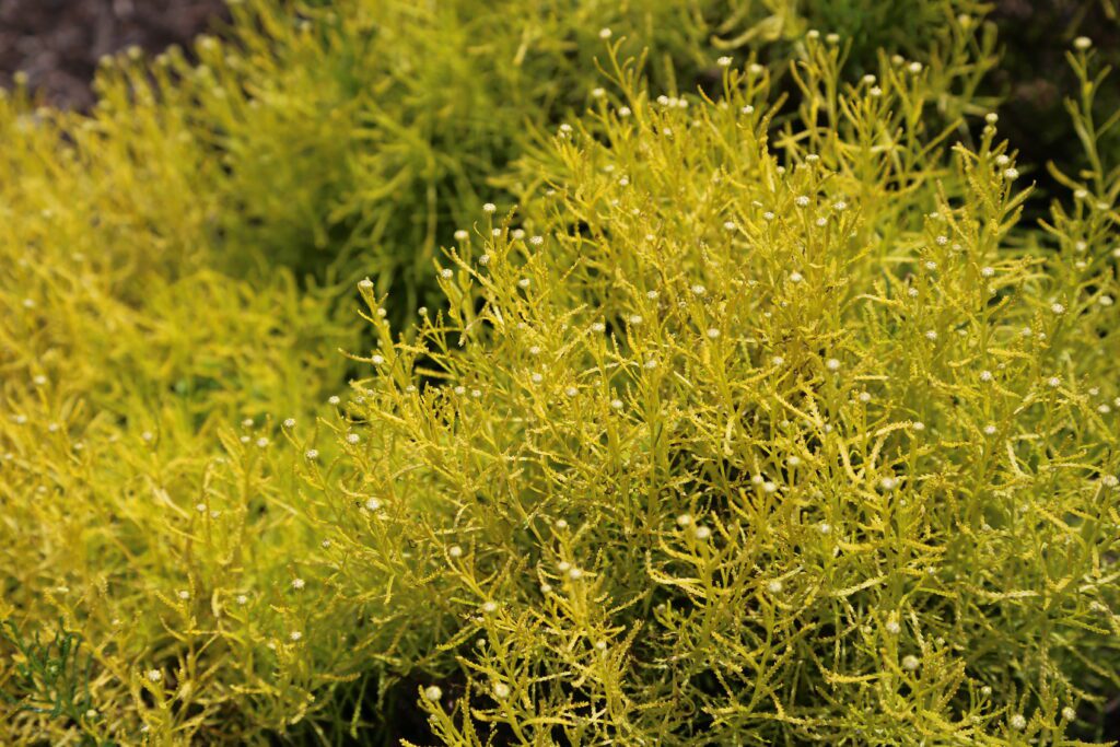 Santolina rosmarinifolia ‘Lemon Fizz’ 2L 5023242317908