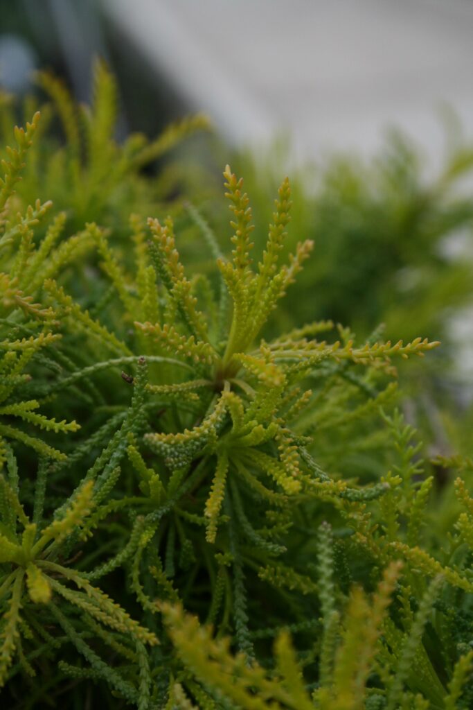 Santolina rosmarinifolia ‘Lemon Fizz’ 2L 5023242317908