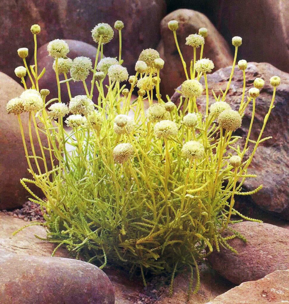 Santolina rosmarinifolia ‘Lemon Fizz’ 2L 5023242317908
