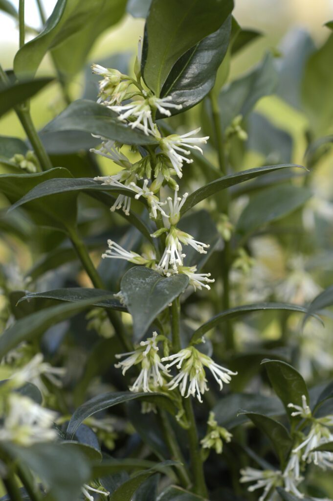 Sarcococca confusa 2L 5023242393902 2