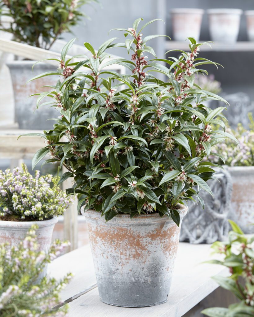 Sarcococca hookerania ‘Winter Gem’ 2L 5023242340623 2