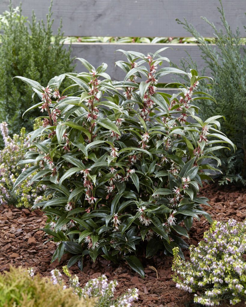 Sarcococca hookerania ‘Winter Gem’ 2L 5023242340623 2