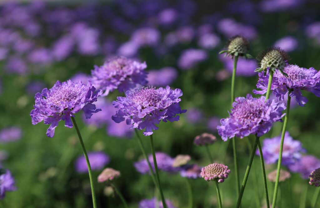Scabiosa ‘Vivid Violet’ 3L 5023242367118