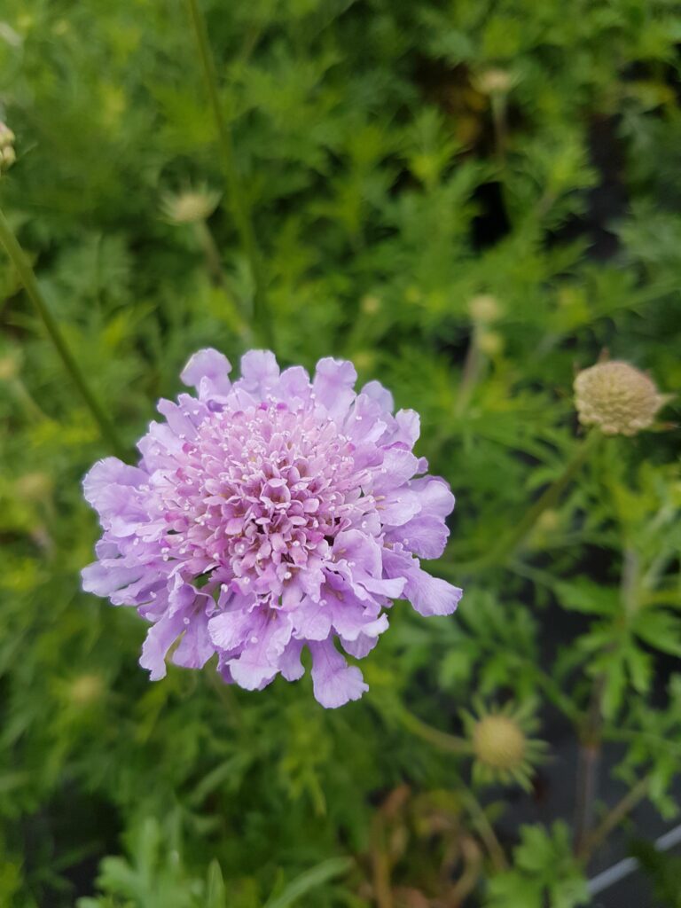 Scabiosa ‘Vivid Violet’ 3L 5023242367118
