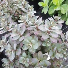Sedum ‘Sunsparkler Dazzleberry’ 2L