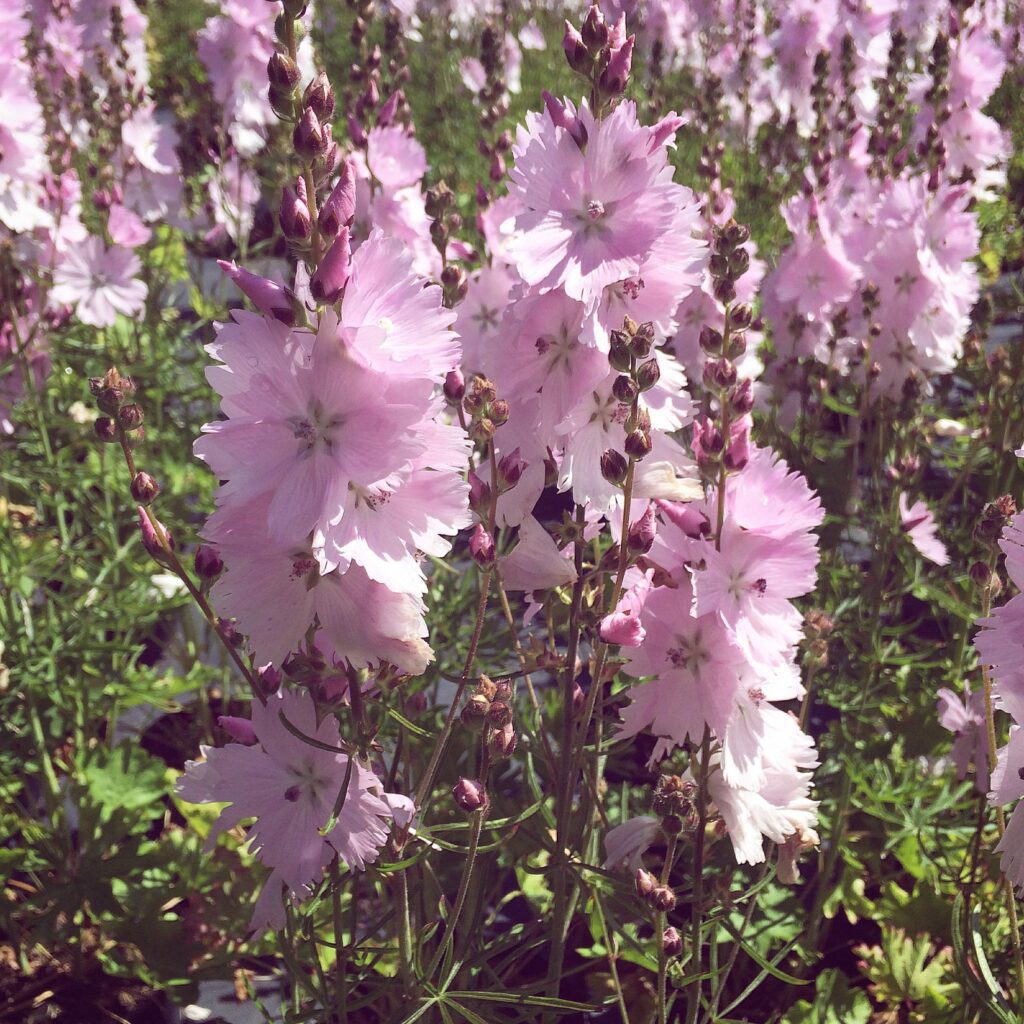 Sidalcea ‘Elsie Heugh’ 3L 5023242270852