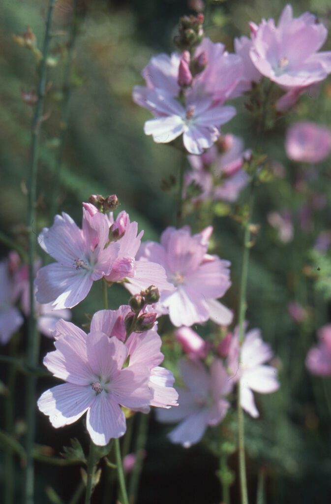 Sidalcea ‘Elsie Heugh’ 3L 5023242270852