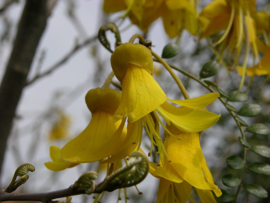 Sophora microphylla ‘Sun King’ 3L 5023242206530 2