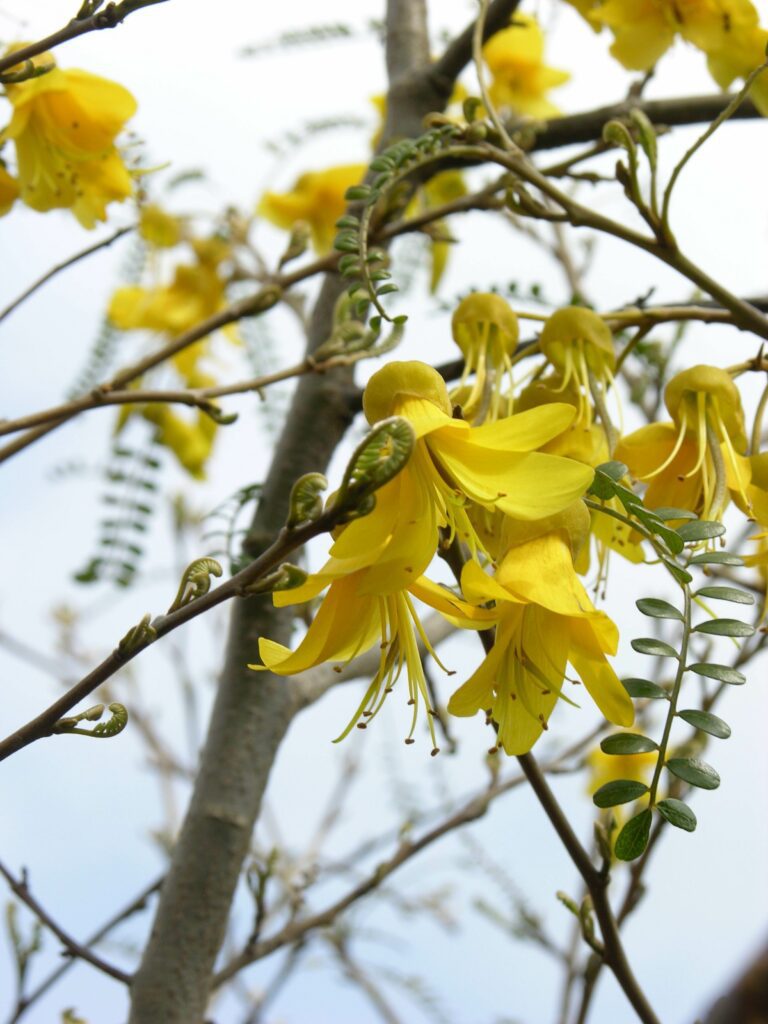 Sophora microphylla ‘Sun King’ 3L 5023242206530 2