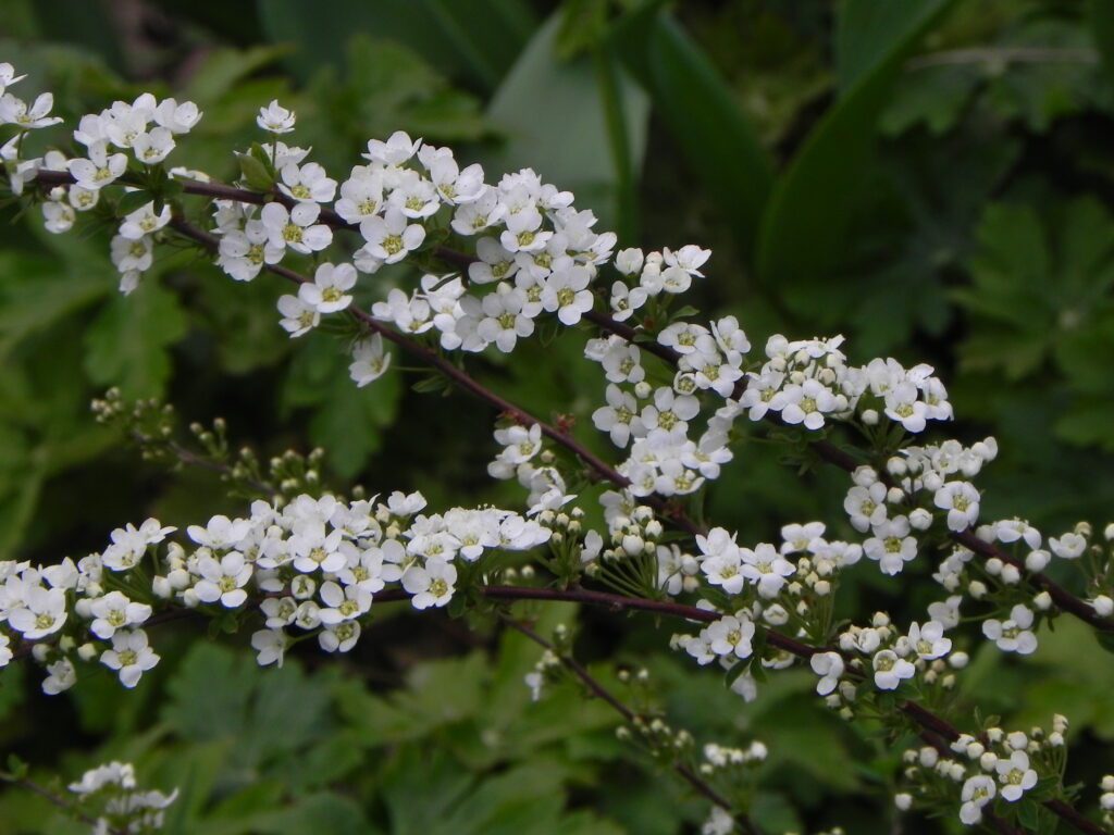 Spiraea Arguta 3L 5023242182728 2