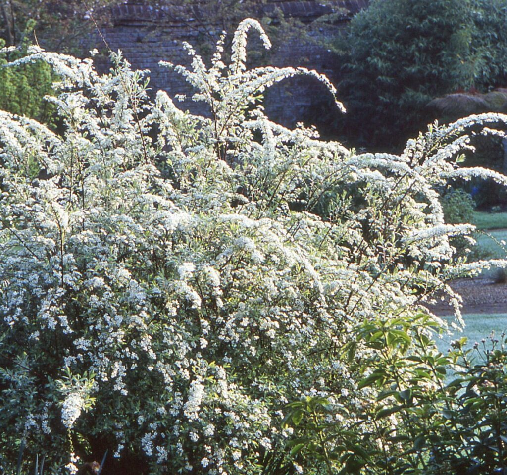 Spiraea Arguta 3L 5023242182728 2