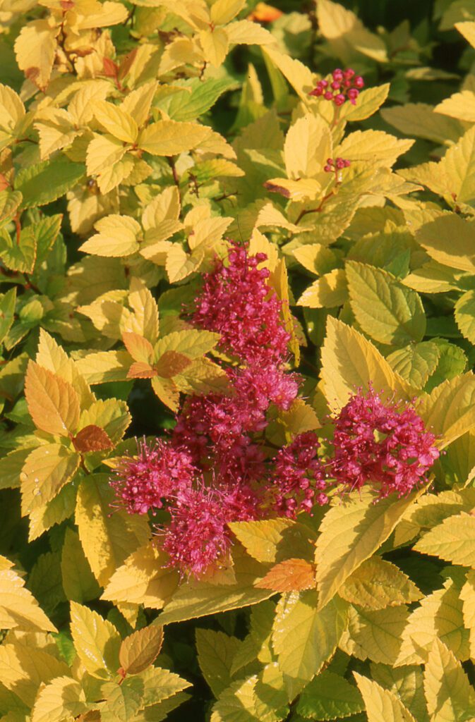 Spiraea  japonica ‘Golden Princess’ 3L 5023242332444
