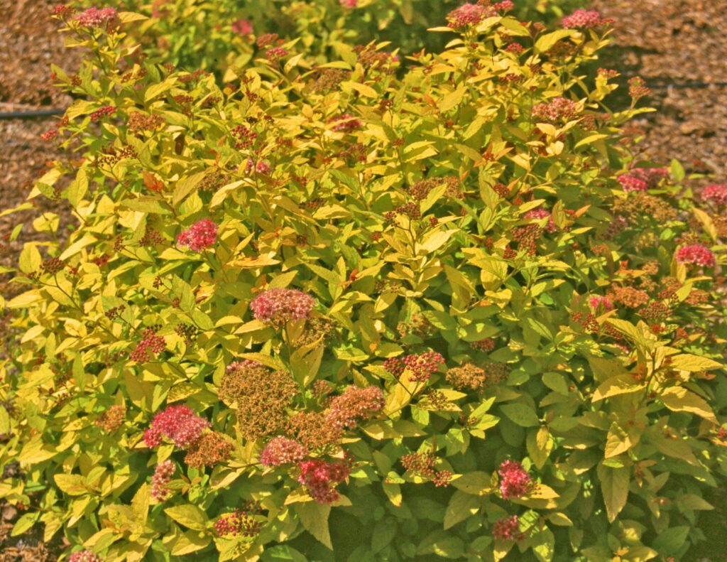Spiraea  japonica ‘Golden Princess’ 3L 5023242332444