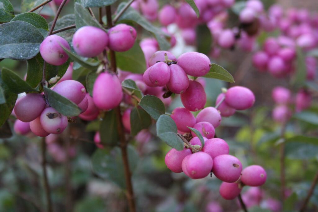 Symphoricarpos ‘Magical Candy’ 3L 5023242328669
