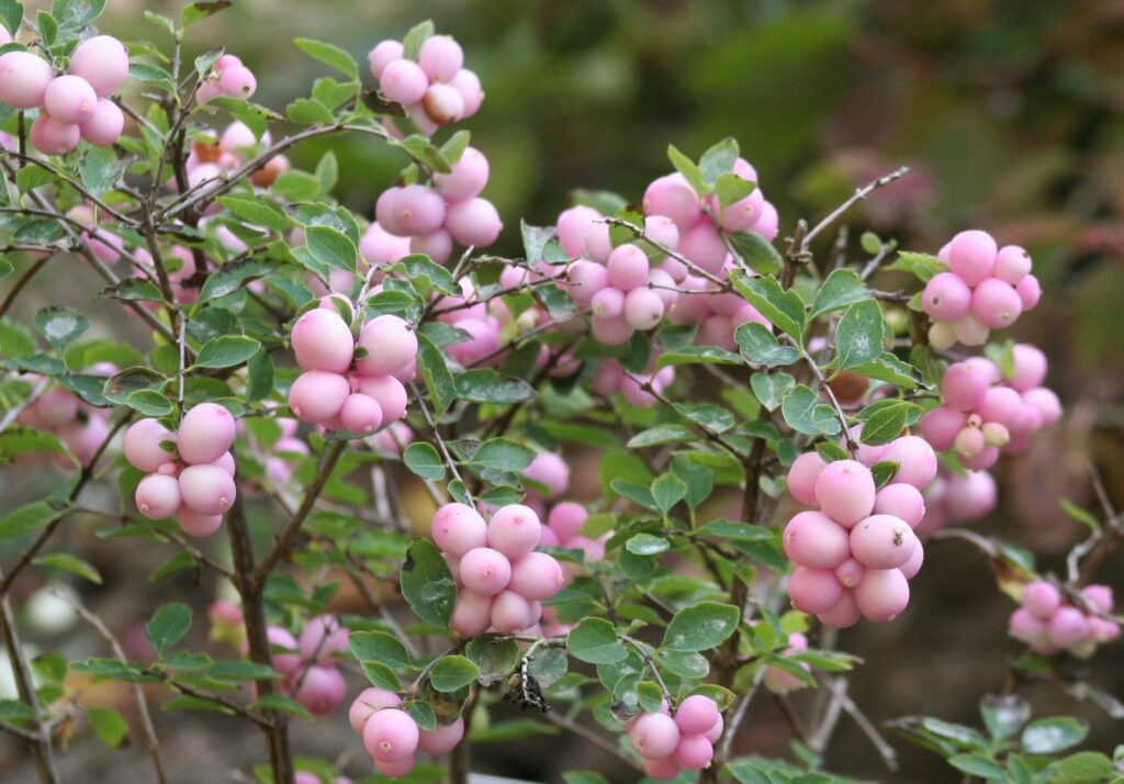 Symphoricarpos ‘Magical Sweet’ 3L 5023242349657
