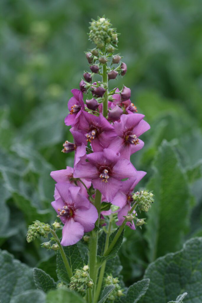 Verbascum ‘Pink Kisses’ 2L 5023242359236