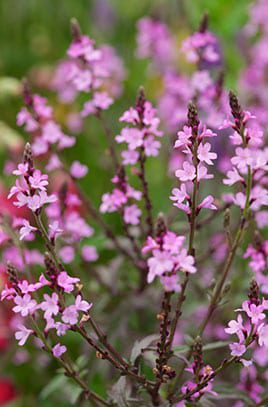 Verbena officinalis var. grandiflora ‘Bampton’ 3L 5023242370088