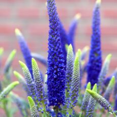 Veronica longiflora ‘First Glory’ 2L