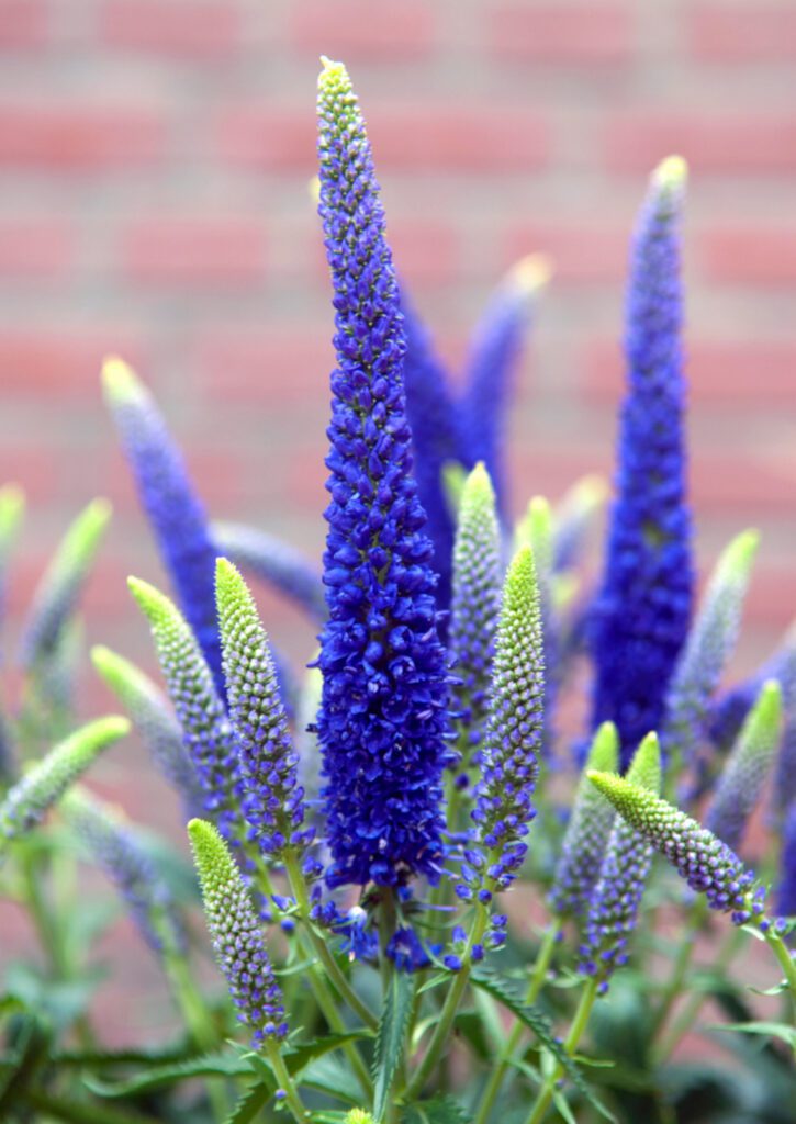 Veronica longiflora ‘First Glory’ 2L 5023242365589