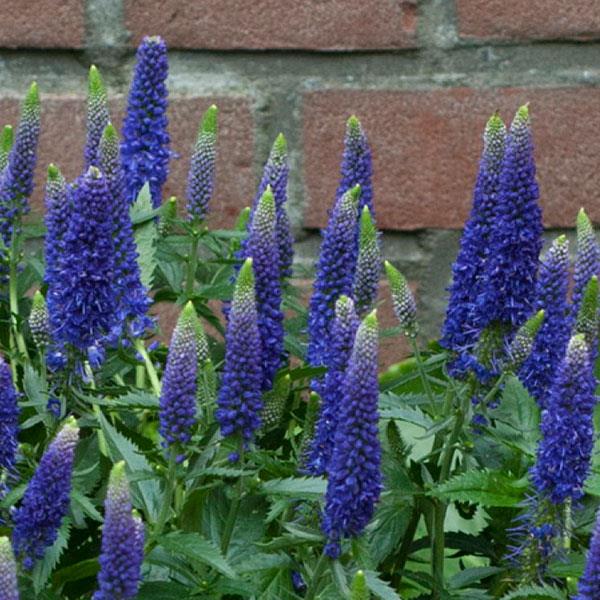 Veronica longiflora ‘First Glory’ 2L 5023242365589