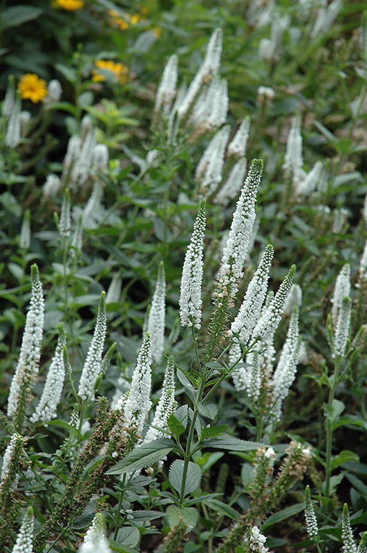 Veronica longiflora ‘First Lady’ 2L 5023242365596