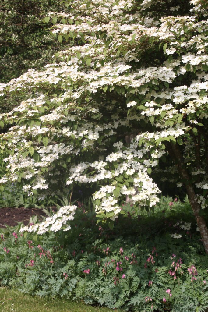 Viburnum plicatum f. tomentosum ‘Pink Beauty’ 3L 5023242192031 2
