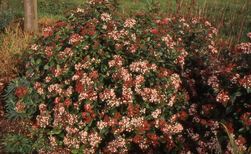 Viburnum tinus ‘Gwenllian’ 3L 5023242377629 2