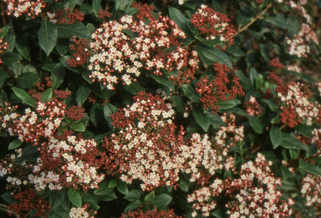 Viburnum tinus ‘Gwenllian’ 3L 5023242377629 2