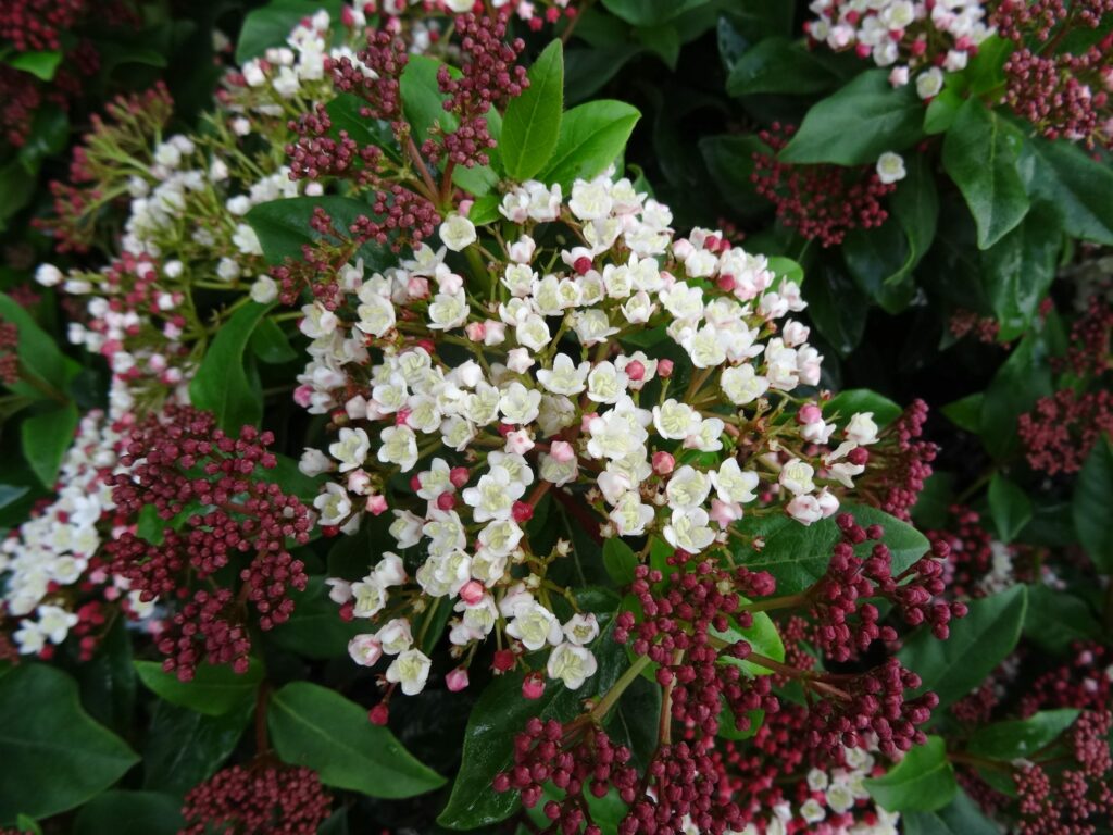 Viburnum tinus ‘Gwenllian’ 3L 5023242377629 2