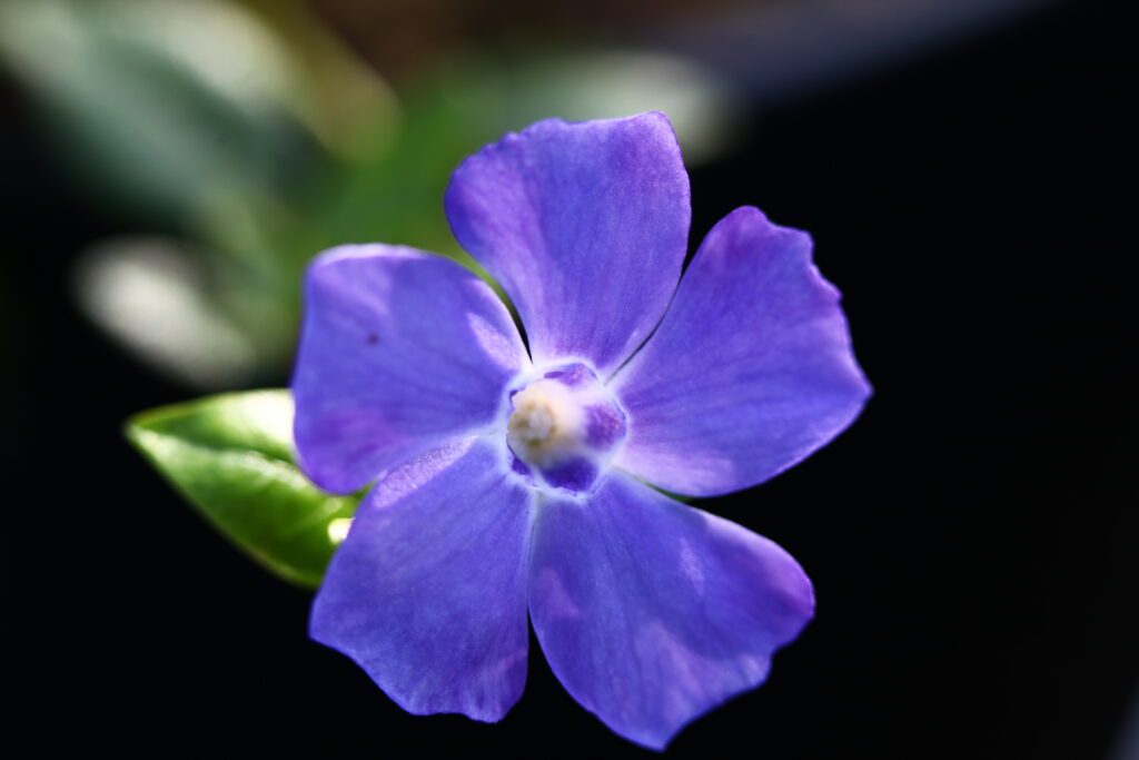 Vinca minor ‘La Grave’ 2L 5023242209319 2