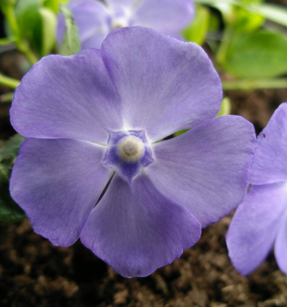 Vinca minor ‘La Grave’ 2L 5023242209319 2