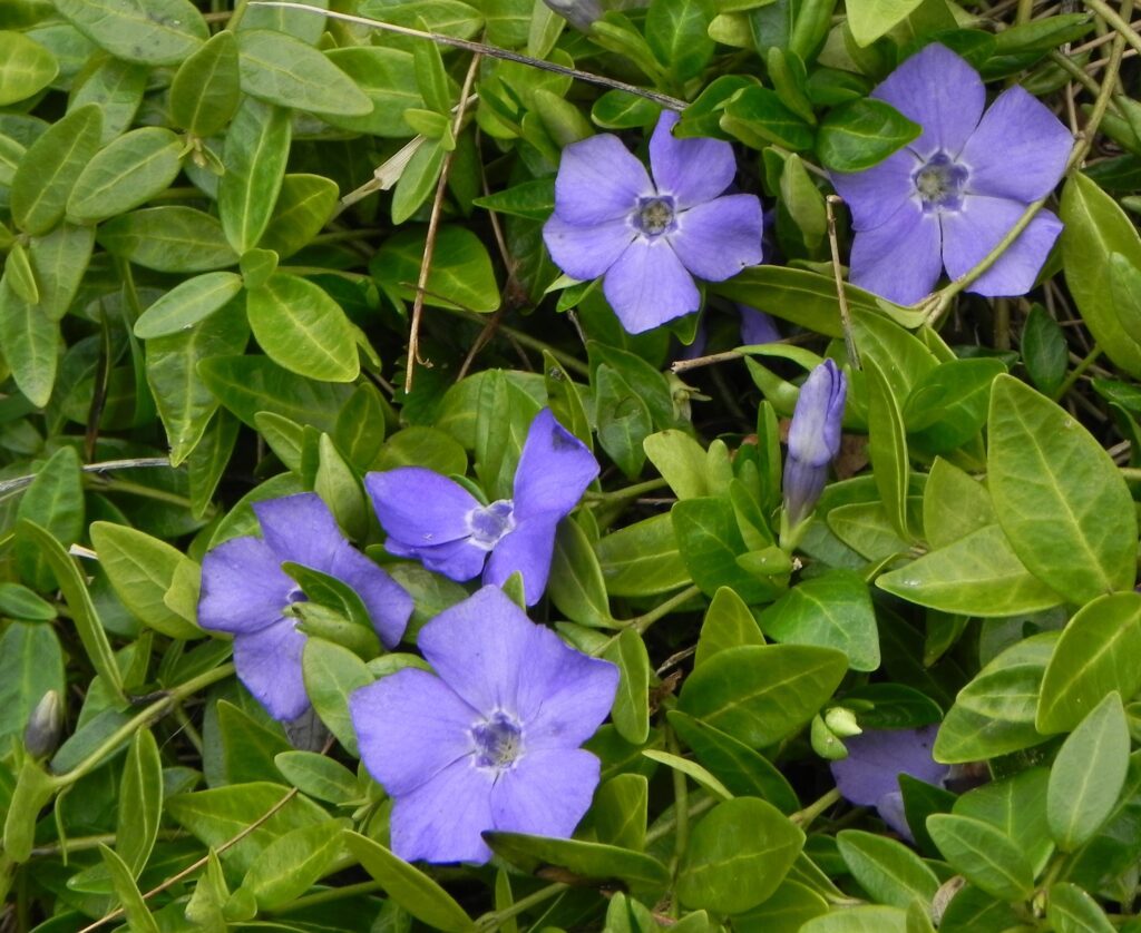 Vinca minor ‘La Grave’ 2L 5023242209319 2