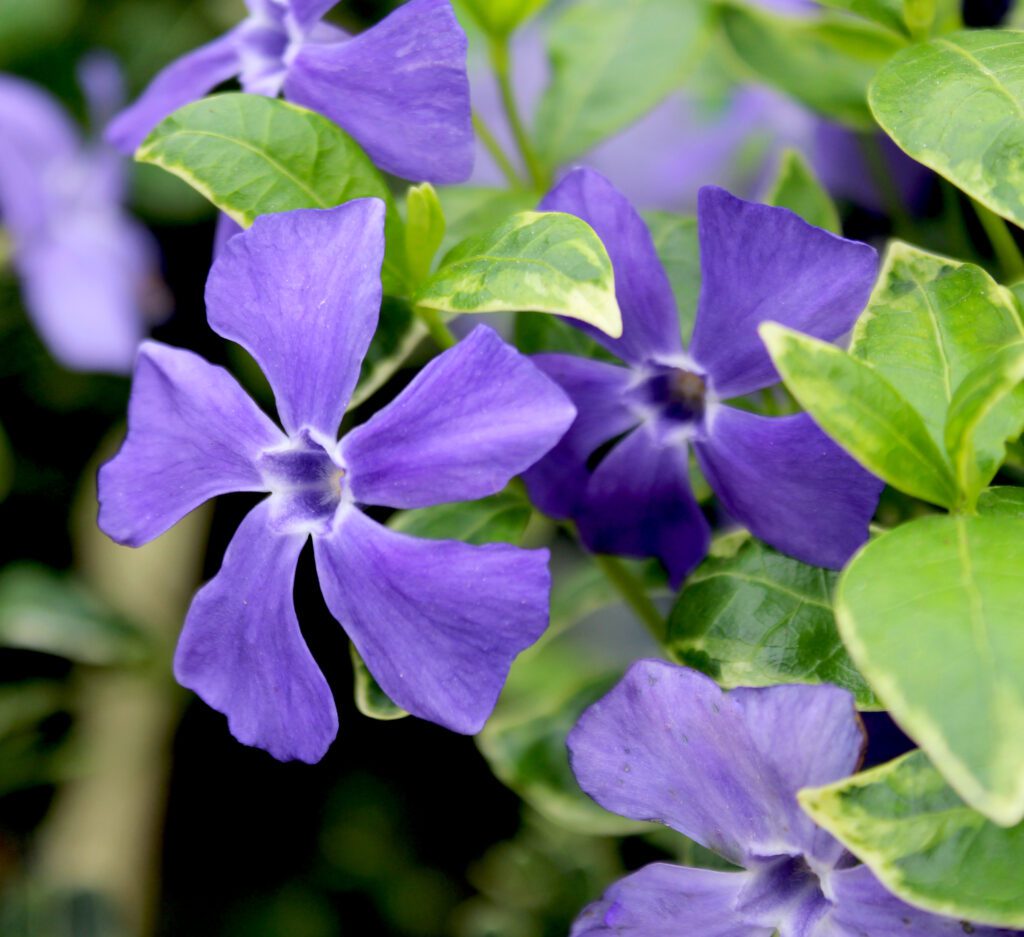 Vinca minor ‘Ralph Shugert’ 2L 5023242325774 2