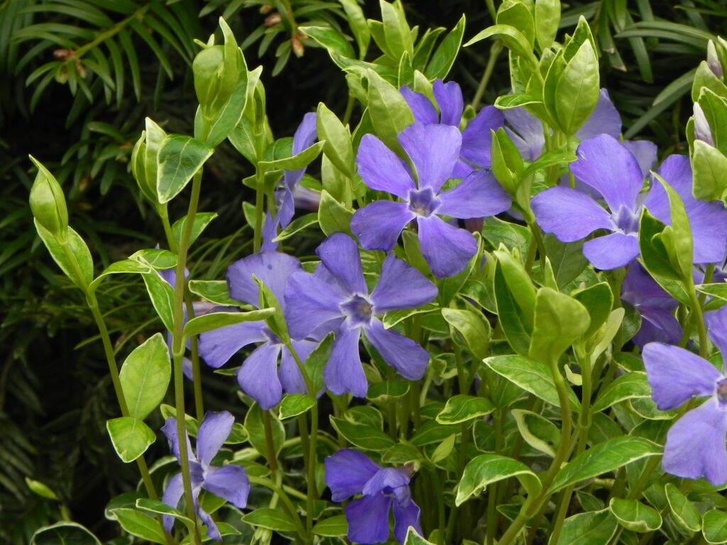 Vinca minor ‘Ralph Shugert’ 2L 5023242325774 2