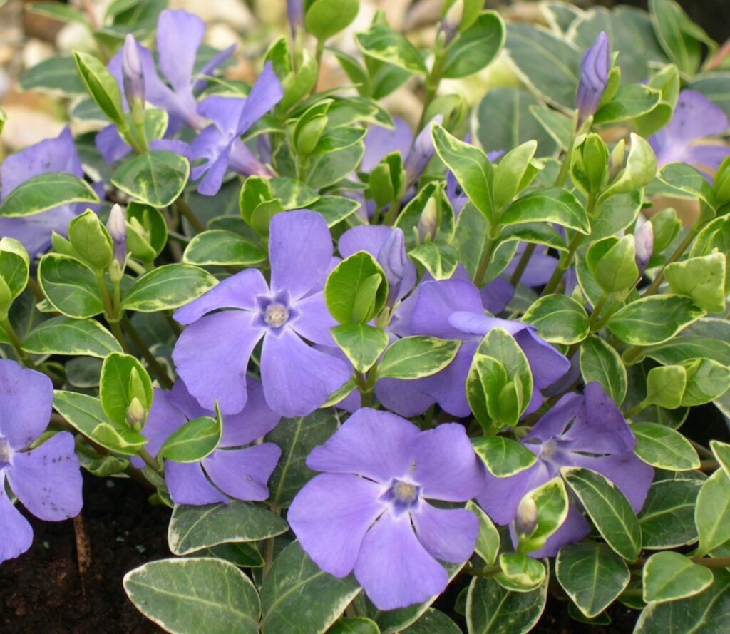 Vinca minor ‘Ralph Shugert’ 2L 5023242325774 2