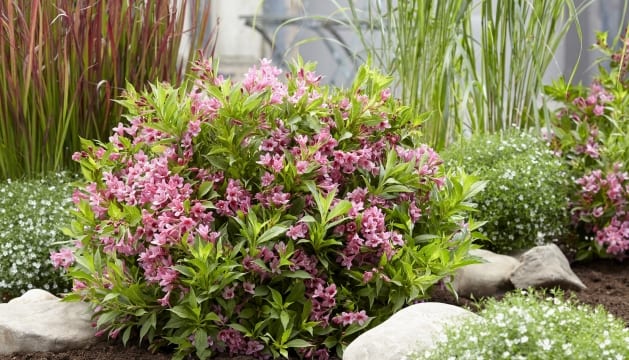 New Chelsea Plant 2019 | Weigela 'Picobella Rosa'