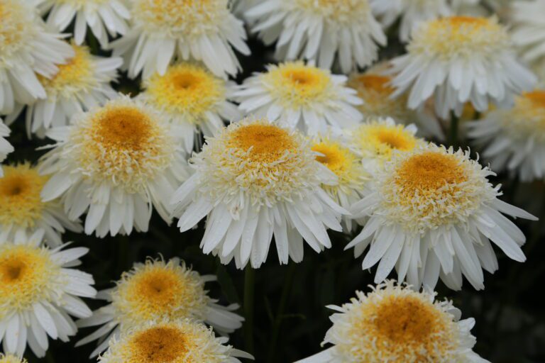 Leucanthemum x superbum | Plant Profile