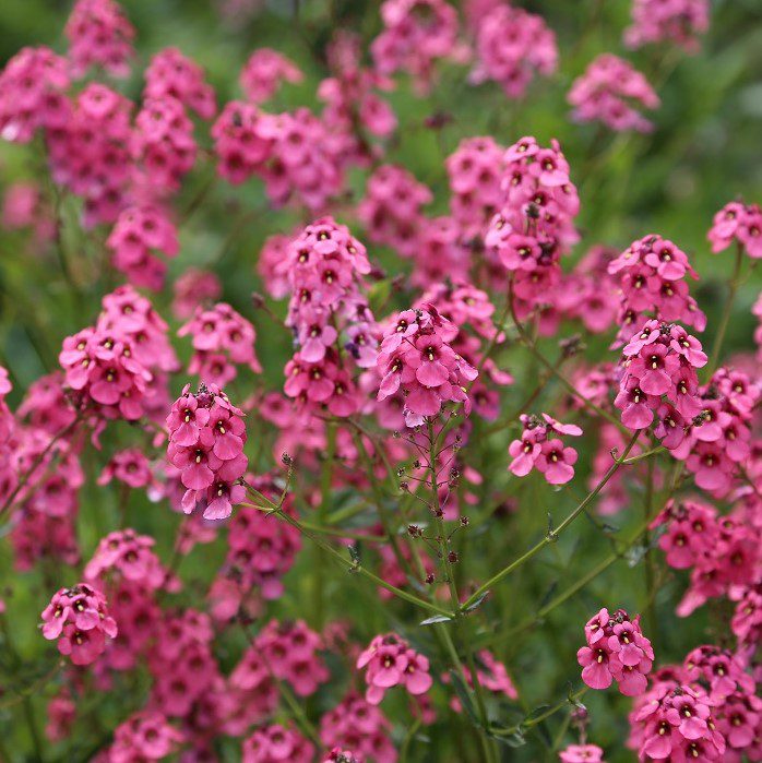 Diascia personata ‘Hopleys’ 2L 5023242331294