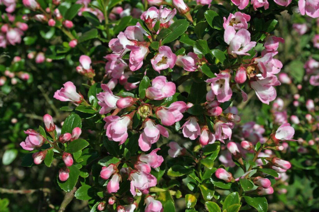 Escallonia ‘Apple Blossom’ 2L 5023242318868 2