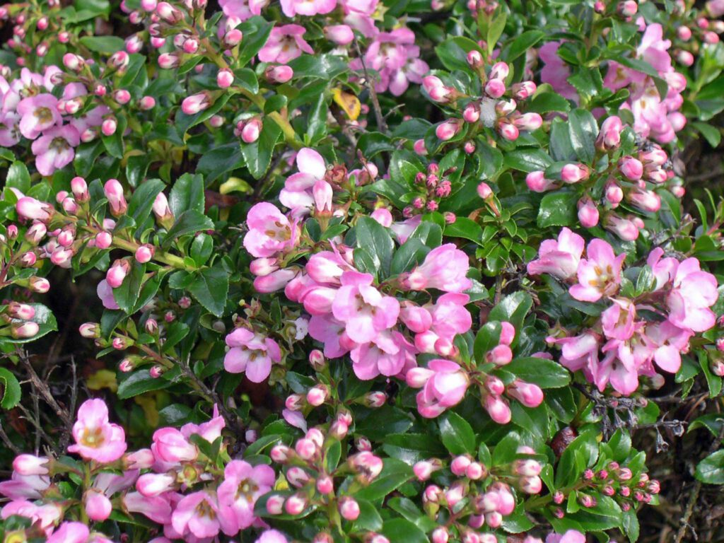Escallonia ‘Apple Blossom’ 2L 5023242318868 2