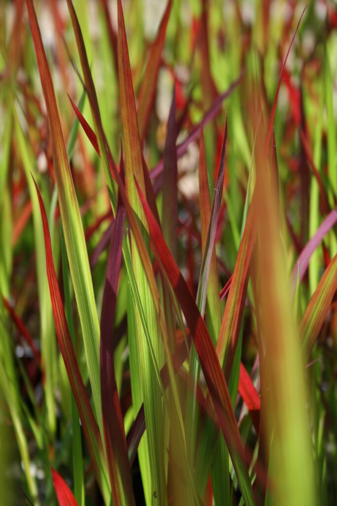 Imperata cylindrica ‘Rubra’ 2L 5023242379852