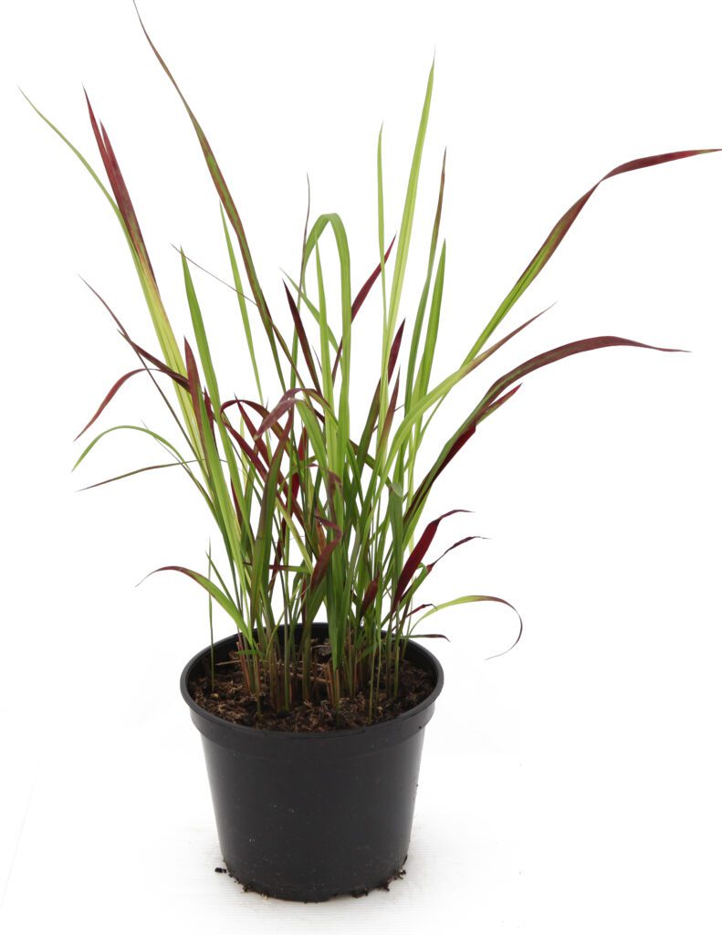Imperata cylindrica ‘Rubra’ 2L 5023242379852