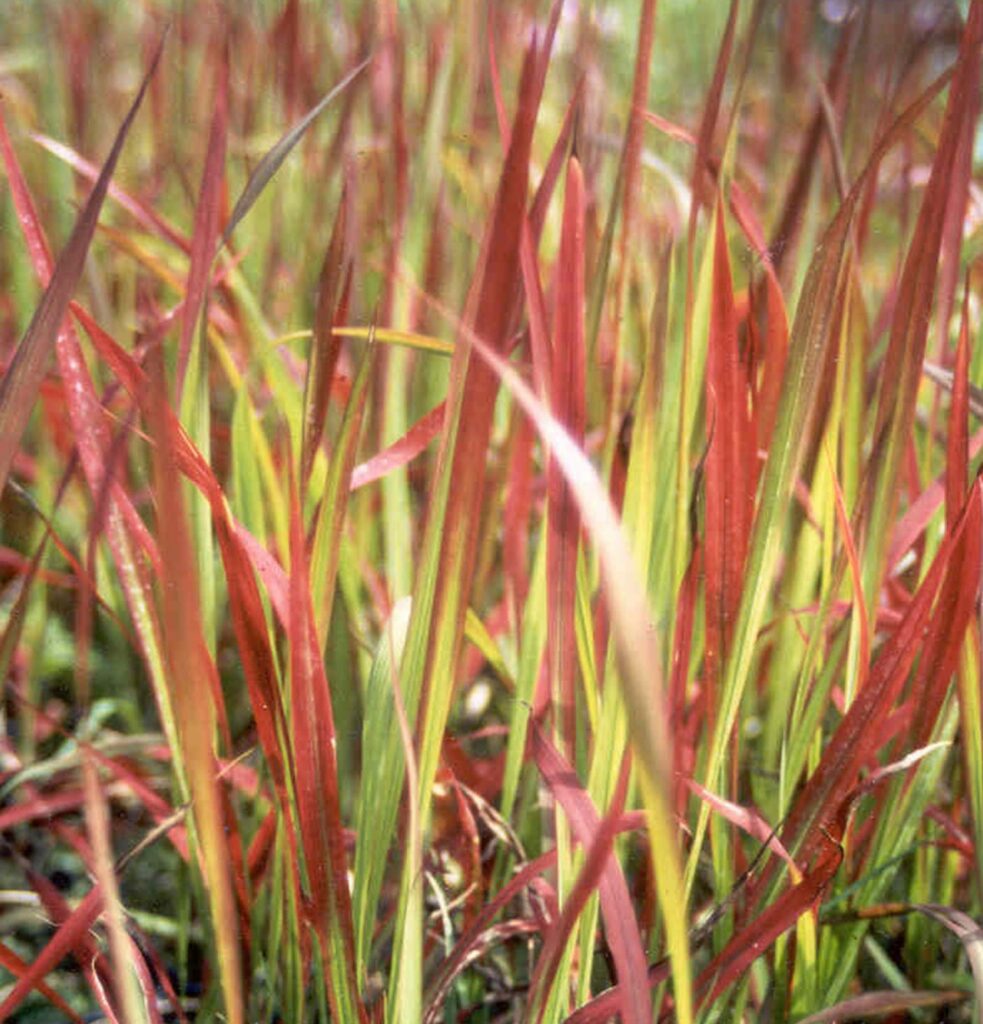 Imperata cylindrica ‘Rubra’ 2L 5023242379852