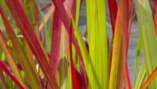 Nursery Stock Availability List