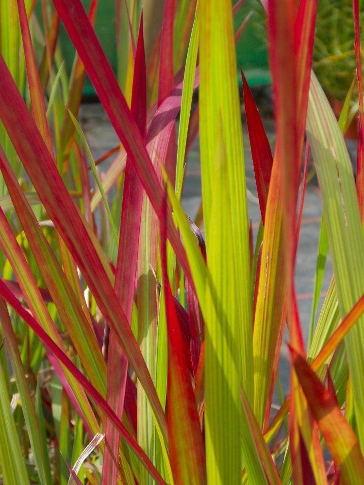 Imperata cylindrica ‘Rubra’ 2L 5023242379852