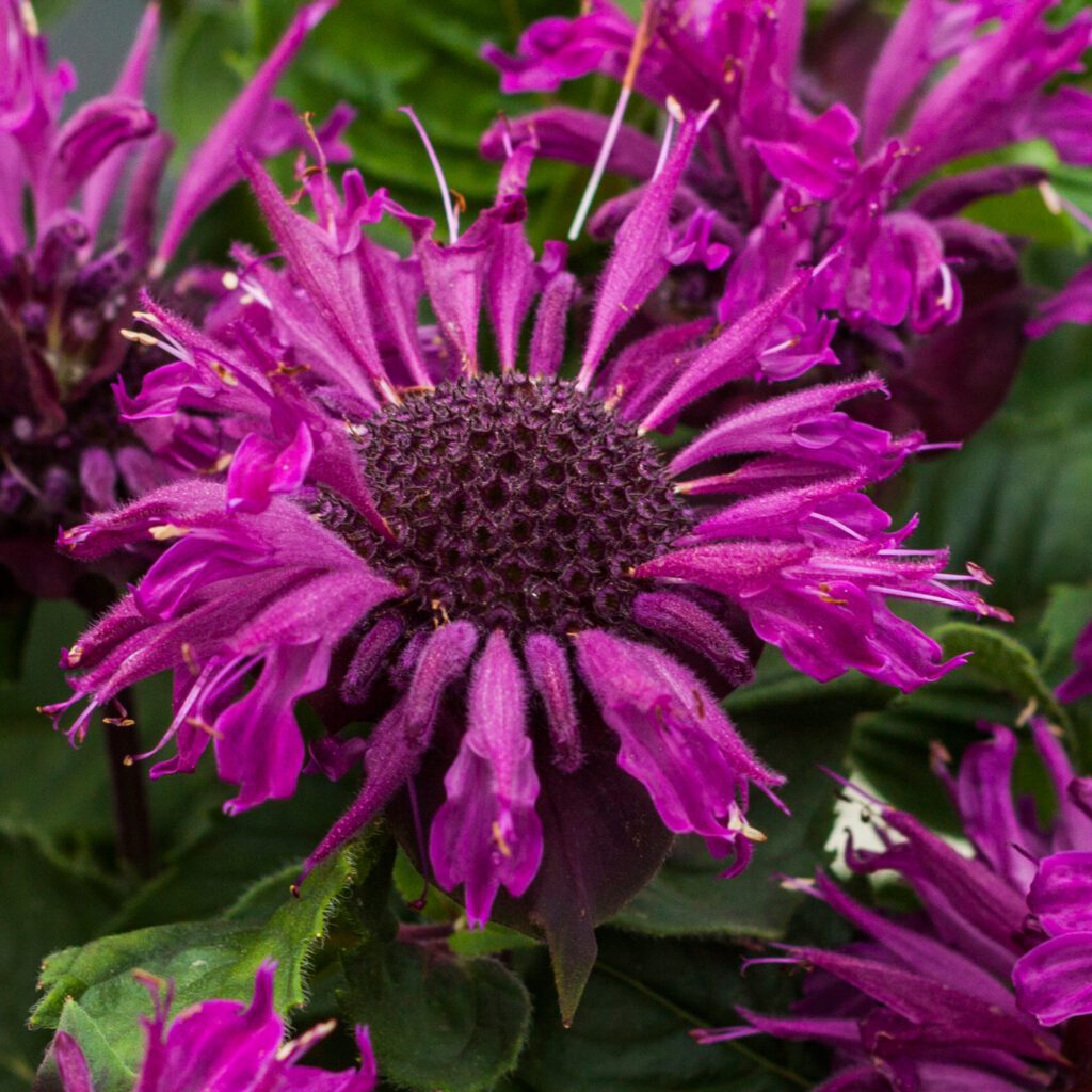 Monarda didyma ‘Bee-Pure’ 3L 5023242381756