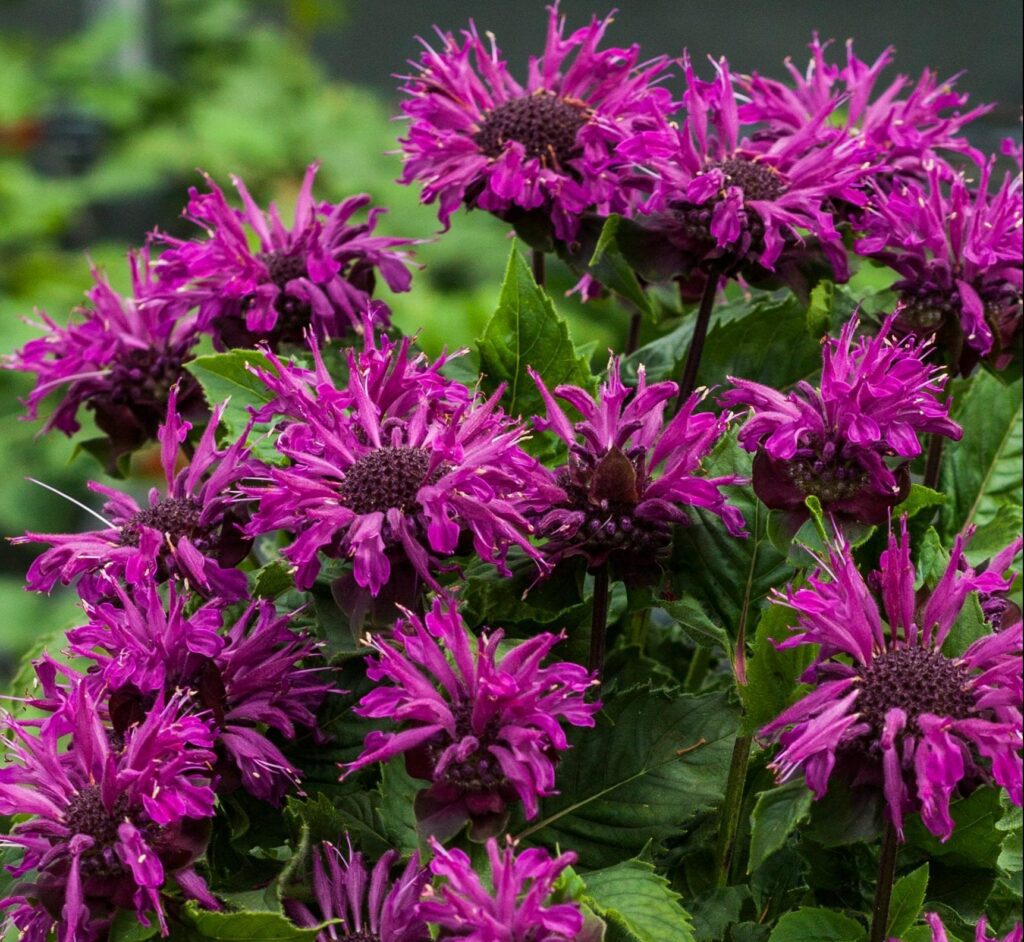 Monarda didyma ‘Bee-Pure’ 3L 5023242381756